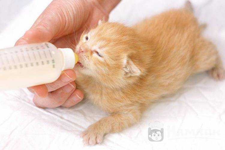 ᐉ как ухаживать за котенком 1.5 месяца – котята уход - zoomanji.ru