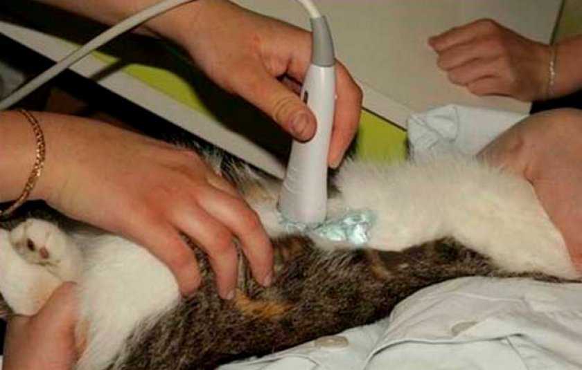 Диета для кошек при мочекаменной болезни