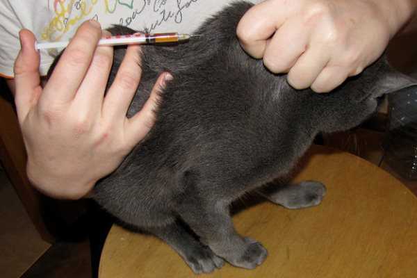 Как сделать укол кошке в домашних условиях