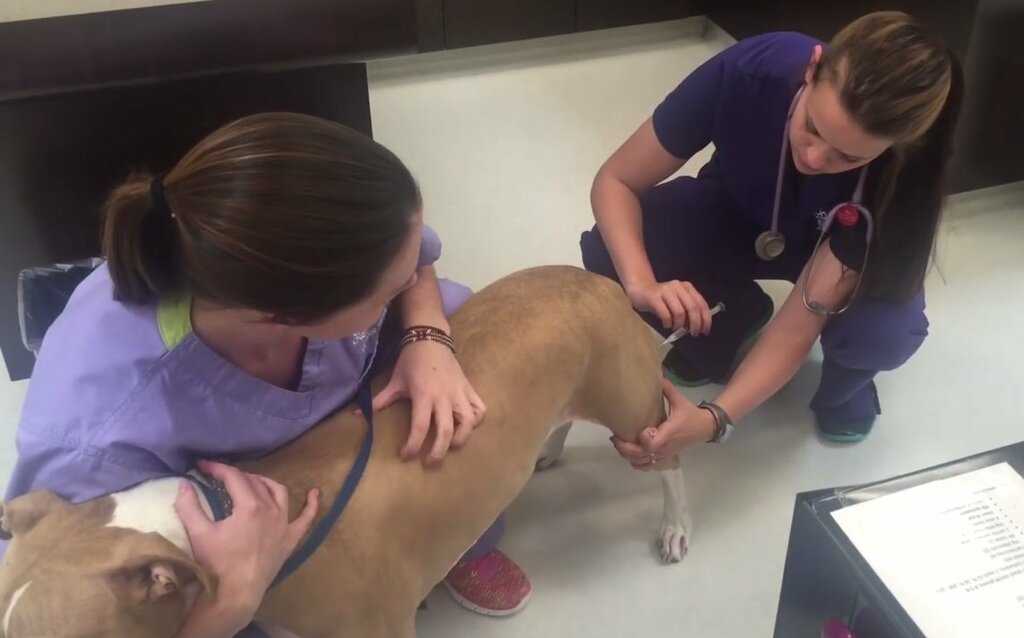Помощь собаке при родах, когда вызывать ветеринара на роды, кесарево сечение собаке