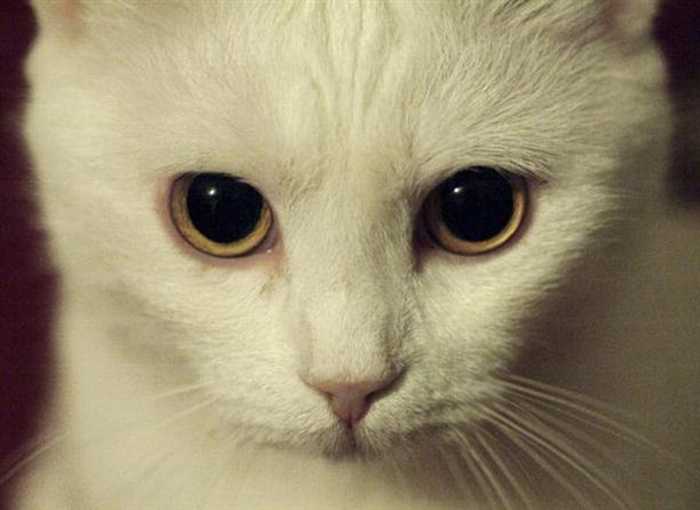 Секреты свечения кошачьих глаз в темноте