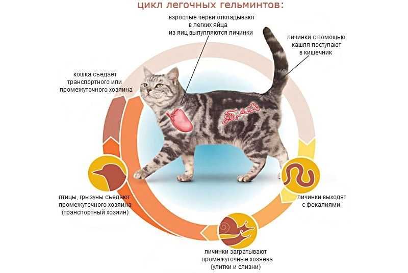 Глисты у кошек: симптомы и лечение, причины и пути заражения, виды глистов у кошек, последствия, как вывести