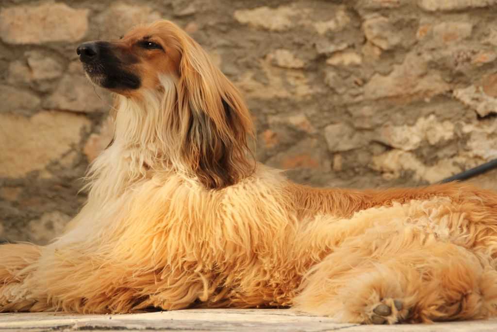 Самые красивые породы собак в мире: топ-20, фото