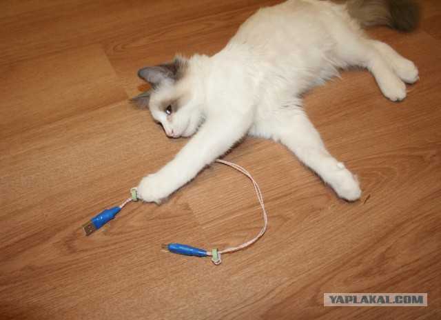 Как отучить котенка — гадить, грызть провода, кусаться