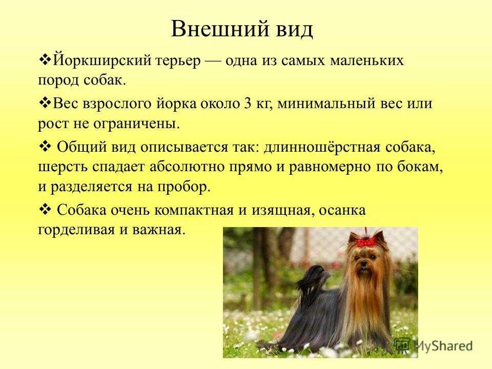 Мини йоркширский терьер – характеристика породы: внешность собаки, поведение, содержание и уход