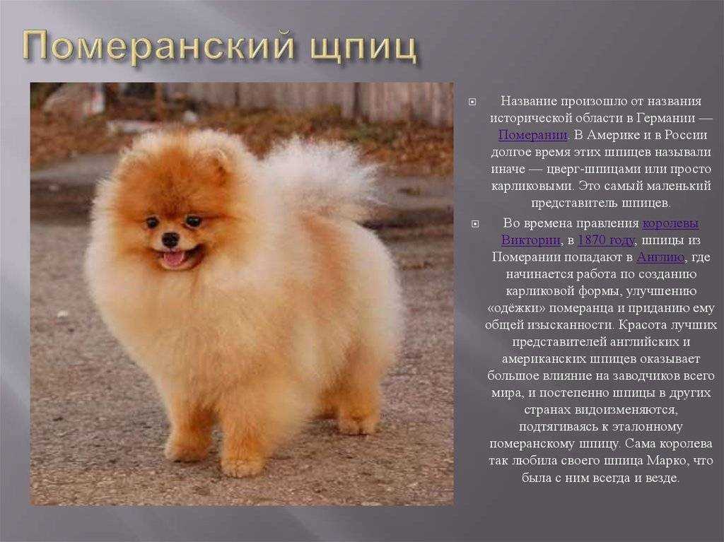 Самоедская лайка — история древней породы, описание повадок и характера собаки (135 фото)