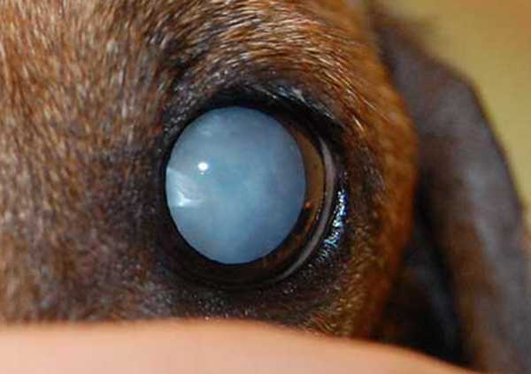 Причины развития и методы лечения бельма на глазу у собаки