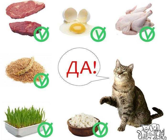Кормление кошек - сухой корм и натуральное питание. нормы правильного кормления кошки | нпк "скифф"