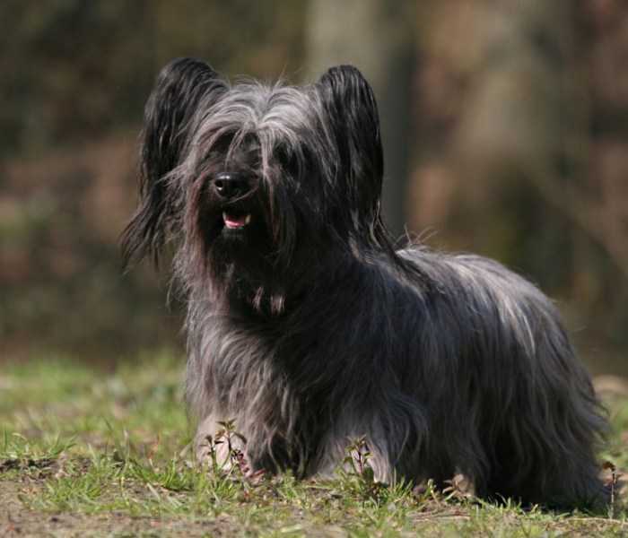 Пойнтер — аристократическая порода собак