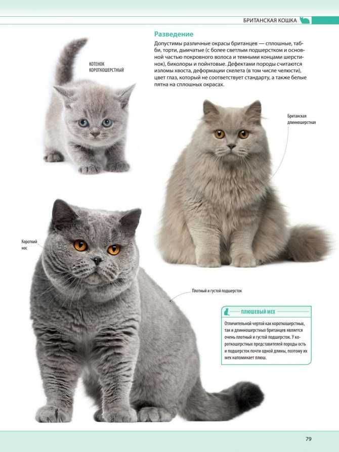 Британская порода кошек: полный обзор + фото