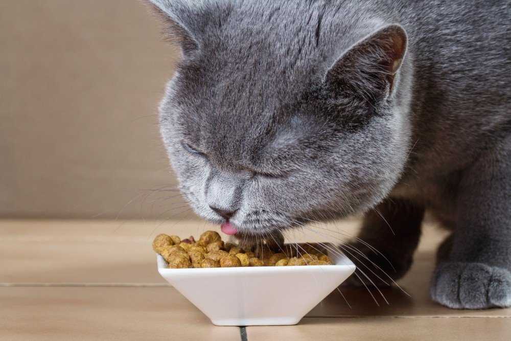 Кошке не нравится корм: почему это происходит и что с этим делать