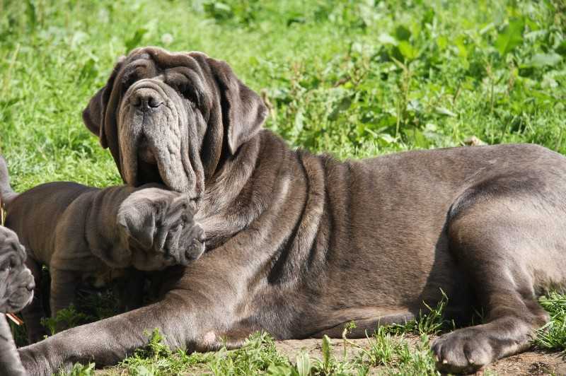 Неаполитанский мастиф собака. описание, особенности, уход и цена породы | sobakagav.ru