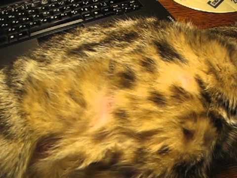Когда у беременной кошки начинают шевелиться котята: жизнь в чреве