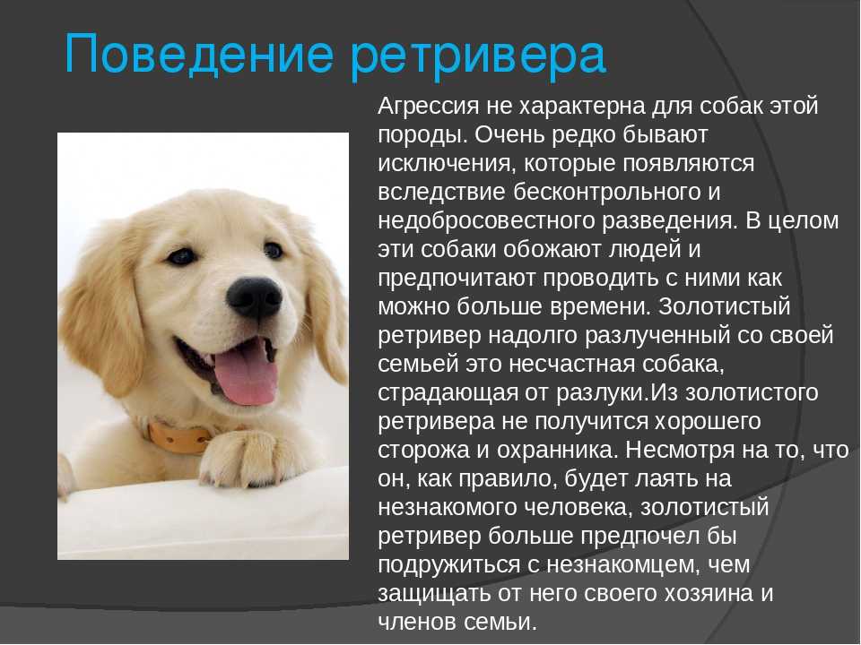 Золотистый ретривер собака. описание, особенности, уход и цена золотистого ретривера | sobakagav.ru