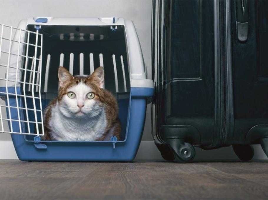 Особенности перевозки животных в поездах ржд в 2020 году - правила для кошек и котов (скачать законы)
