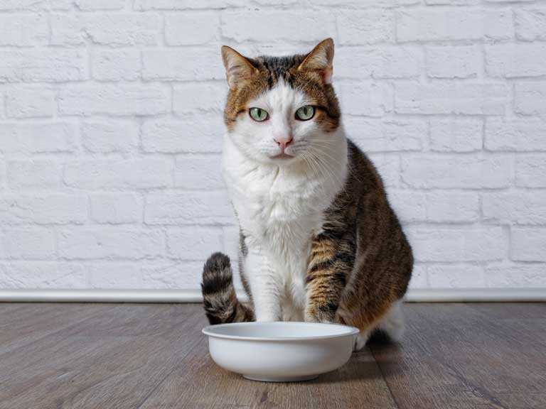 Что делать, если кошка не ест: причины проблемы и что нужно делать