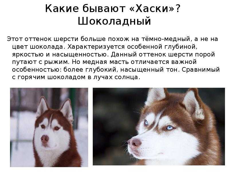 Сибирский хаски — собака или волк?