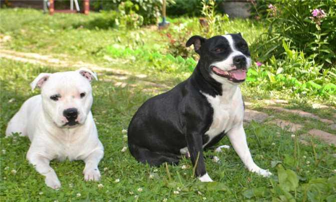 Стаффордширский бультерьер — описание породы собак