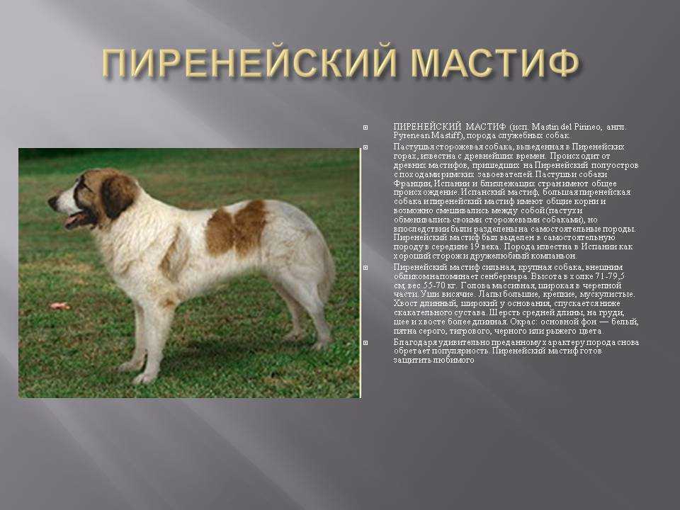 Московская сторожевая собака: характеристика породы и фото, стандарт, интеллект, цена щенков + отзывы