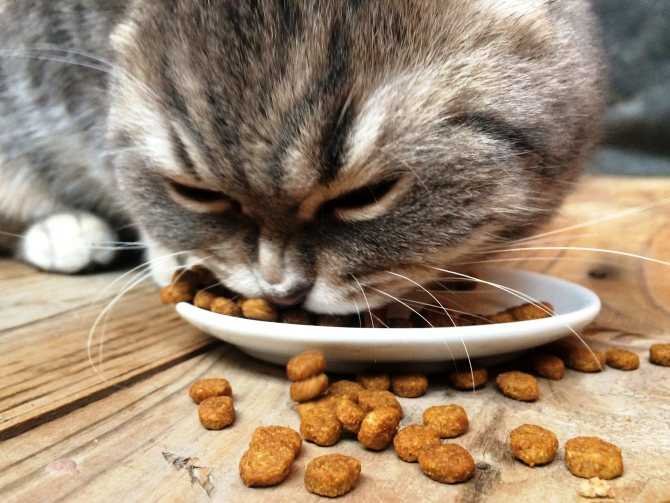 9 причин почему котенок не ест сухой корм - что делать