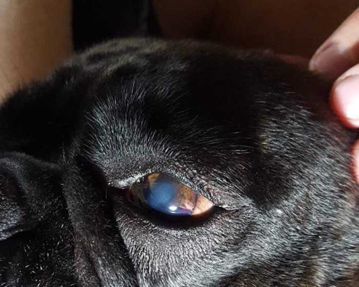 Выделения из глаз у собак - «айболит плюс» - сеть ветеринарных клиник