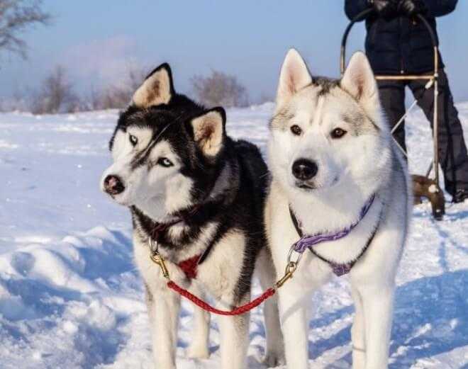 Ездовой спорт. ездовые собаки. часть 1 | блогер mi_alma на сайте spletnik.ru 18 ноября 2013