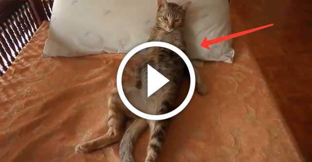 Как подружить кота и кошку в одной квартире между собой