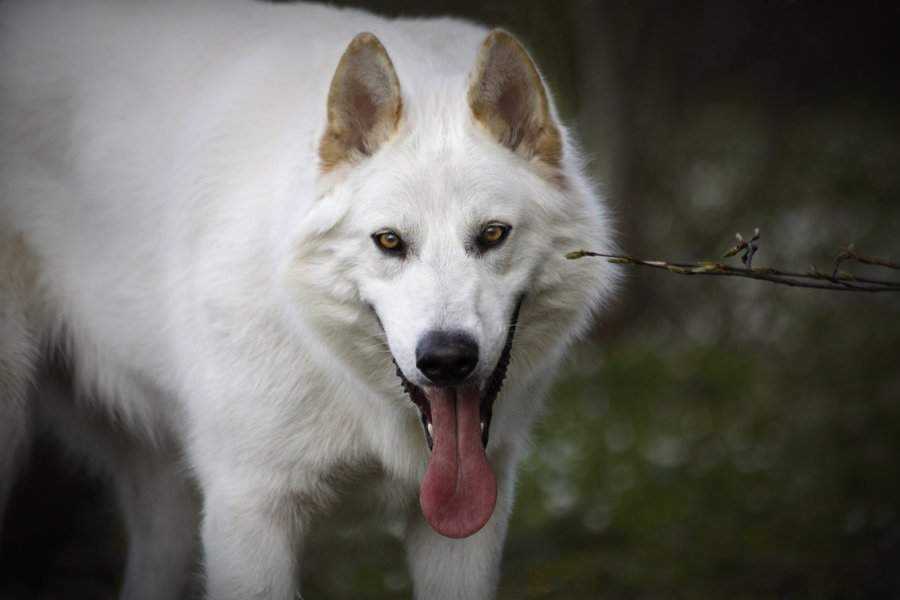 Северная инуитская собака — история и описание породы