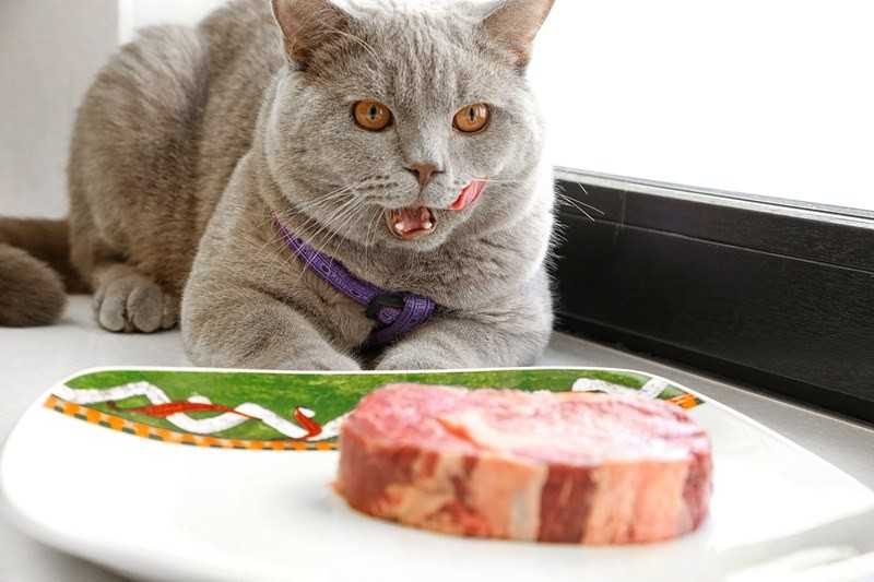 Каким мясом кормить кошку и кота
