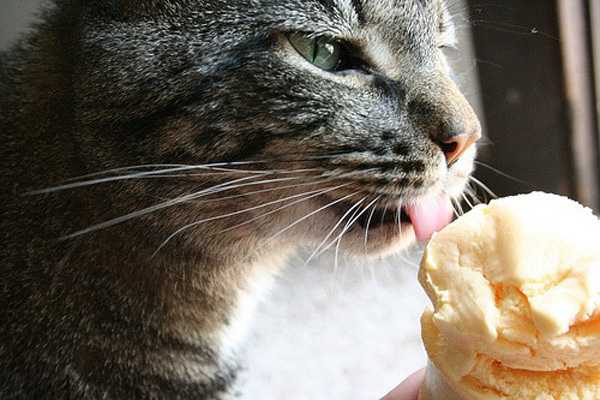 Можно ли кошкам сладкое, интересуются многие хозяева, видя, как их питомец с аппетитом уплетает пирожное, шоколад или мороженое, которыми его угостили