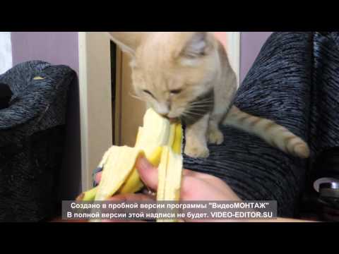 Может ли котам бананы