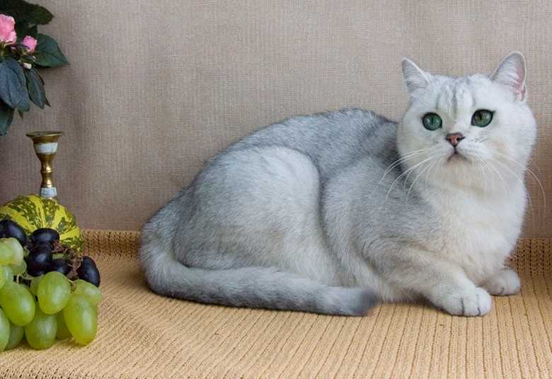 Все породы домашних кошек и котов с фотографиями и названиями: фото, описание характера - wlcat.ru