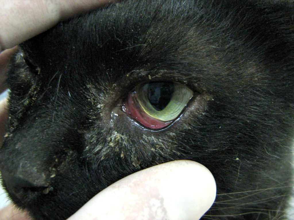 Блефарит у собак - лечение болезней глаз у собак в москве. ветеринарная клиника "зоостатус"