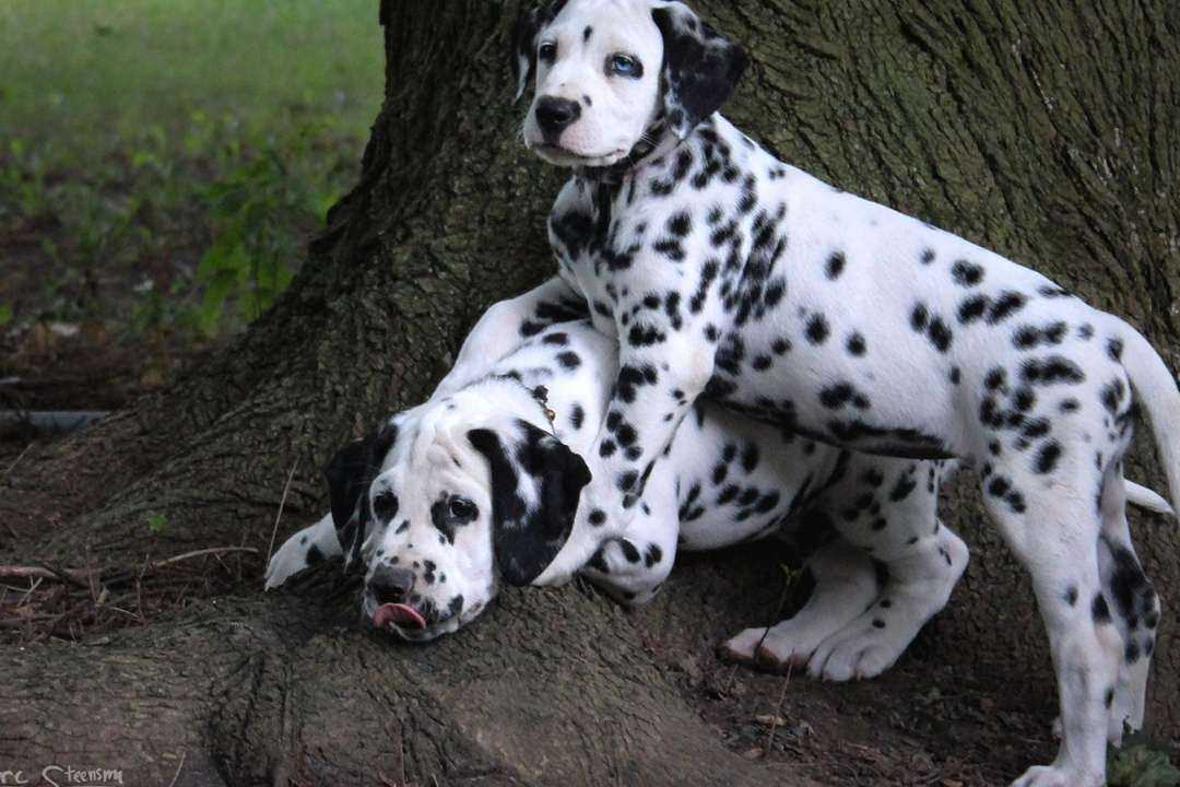 Далматинец: описание породы собаки, характеристика, фото