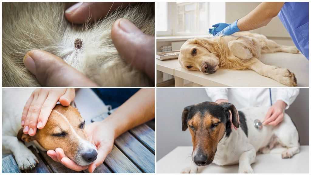 Что делать, если нашли клеща у собаки. без паники!: новости, собака, клещи, насекомые, животные, эксперт, защита, домашние животные