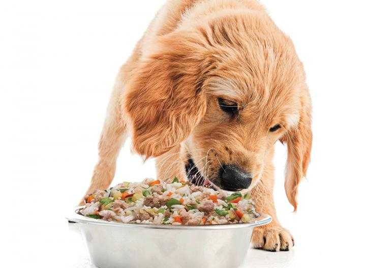 Как перевести собаку на сухой корм — эксперты об основных правилах перевода с другого корма или с натурального питания на сухой