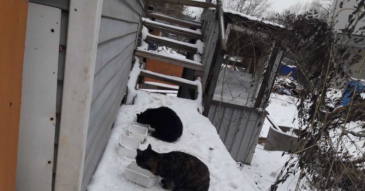 Мерзнут ли кошки, что подстерегает животное на даче в холод - мы дачники