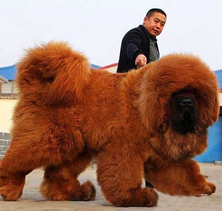 Тибетский мастиф: характеристика породы, фото самого большого с человеком, цена щенков в россии в рублях, сколько стоит собака, ее размеры (рост и вес) с картинками