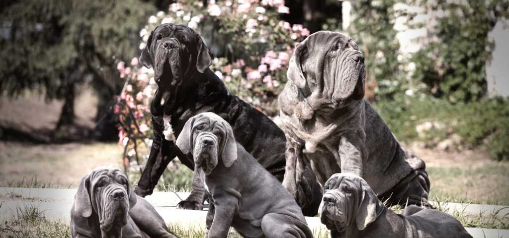 Неаполитанский мастиф: описание породы собаки, характеристика, фото мастино наполетано