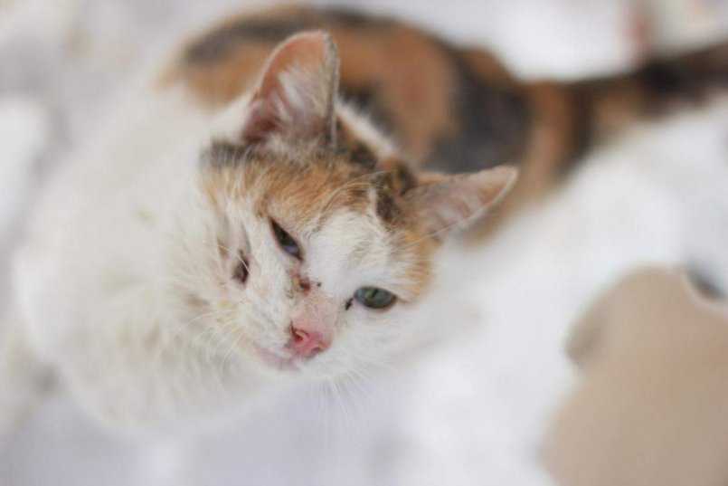 Прививка от чумки котенку - вакцинация кошек от чумки в клинике зоостатус