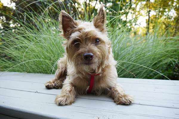 Особенности и правила ухода и содержания самой мелкой собаки в мире — чихуахуа