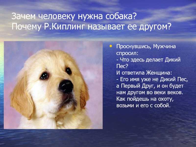 ᐉ как играть с собакой? - ➡ motildazoo.ru
