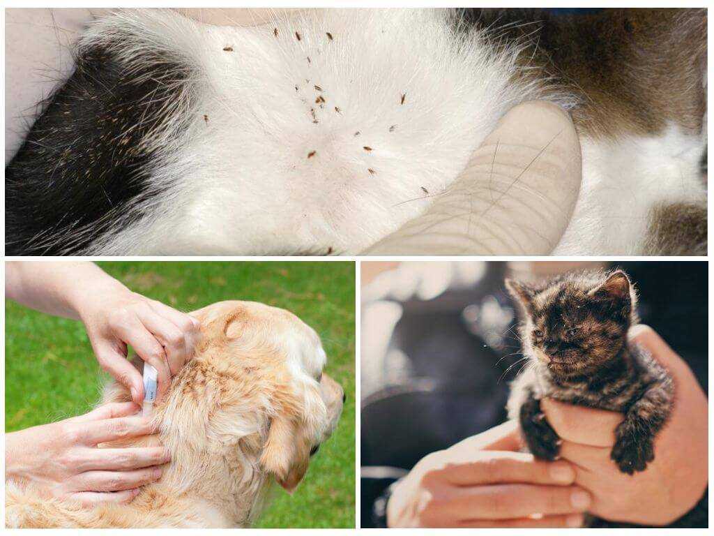 Блохи у кошки – симптомы, последствия поражения, как вывести насекомых в домашних условиях