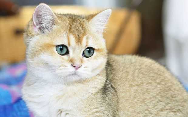 Одна из самых удивительных и любимых пород – кошка золотая шиншилла. Они отличаются от сородичей художественным окрасом. Это послужило поводом