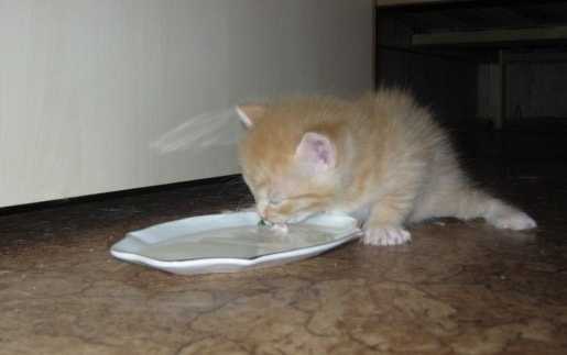 Чем кормить месячного котенка в домашних условиях