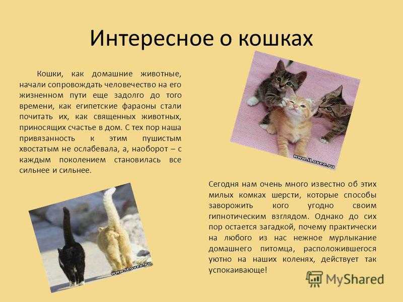 История одомашнивания кошек