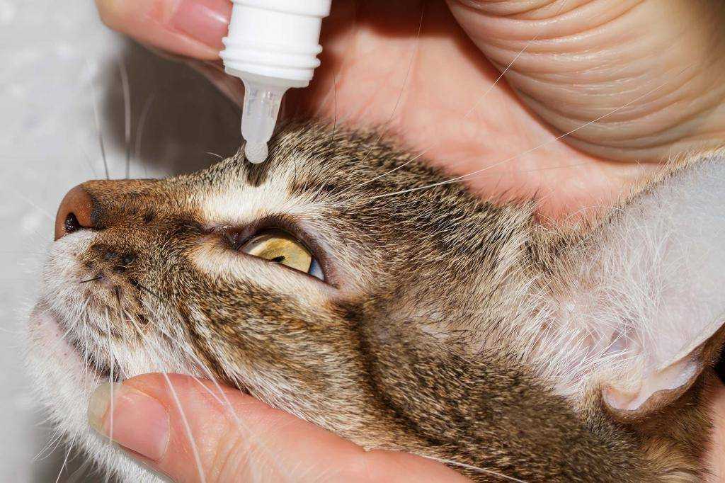 При содержании животных нужно уделять внимание такой процедуре, как чистка ушей. Возникает вопрос — чем почистить кошке уши в домашних условиях