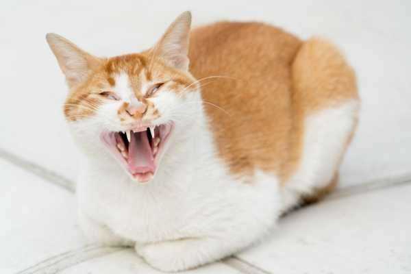 5 причин почему кот без причины орет по ночам и что с этим делать?