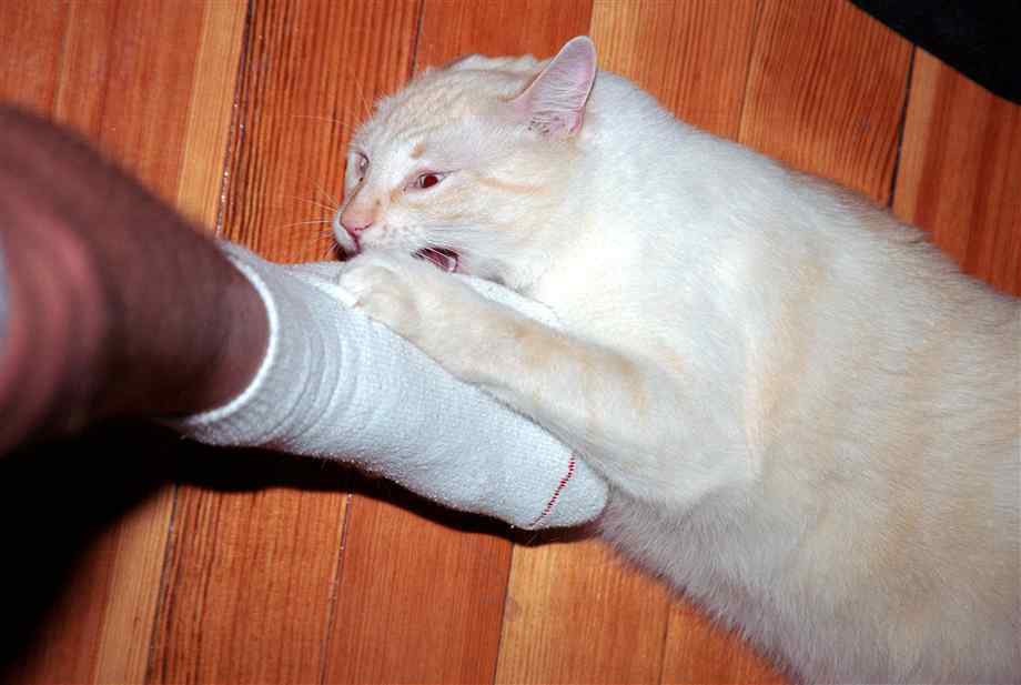 Кошка грызет когти: психологические причины, возможные заболевания, что делать