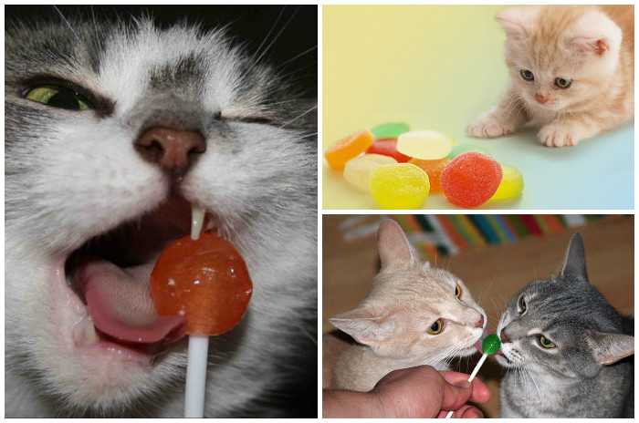 Почему кошкам нельзя сладкое? мнение ветеринара на petstory